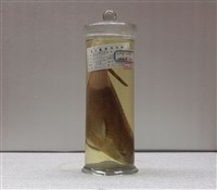 藏品(橫紋鸚哥魚)的圖片